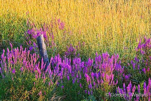 Purple Loosestrife_13786-7.jpg - Photographed near Smiths Falls, Ontario, Canada.